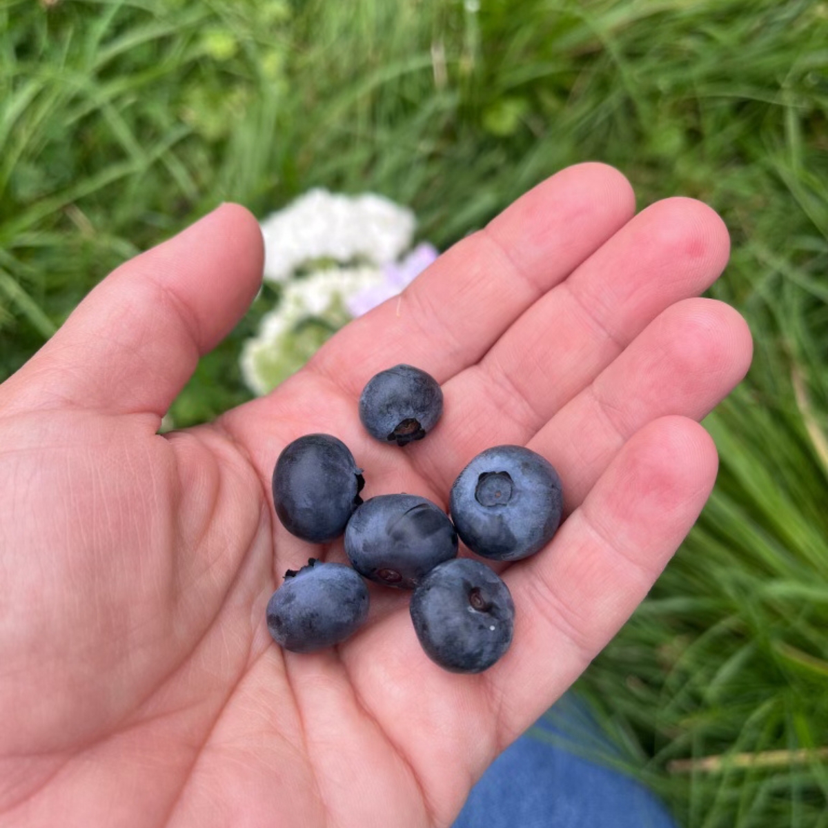 a handful of blueberries
